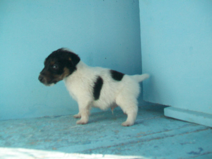 Pui foxterrier