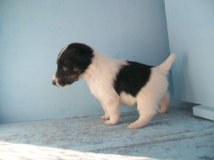 Pui foxterrier - Familie de FOX TERRIER NETED