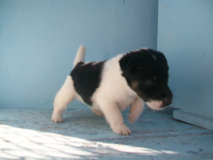 Pui foxterrier - Familie de FOX TERRIER NETED