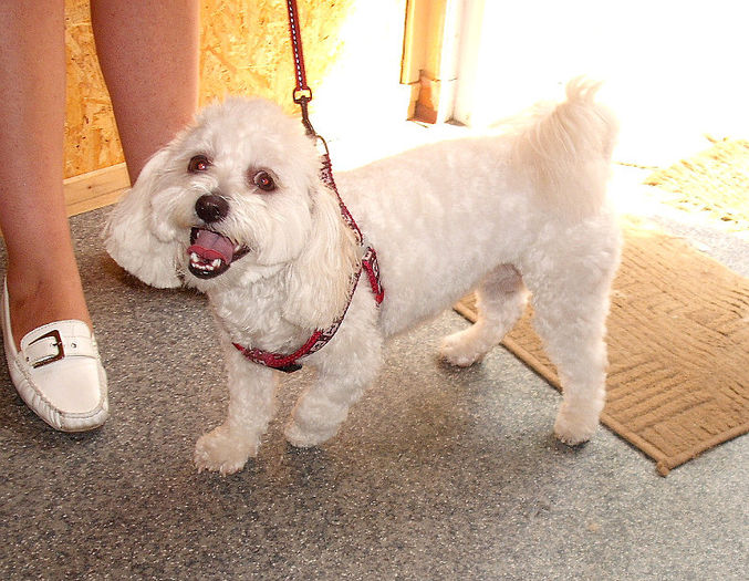 Bichon Maltez; tuns pt vreme rece
