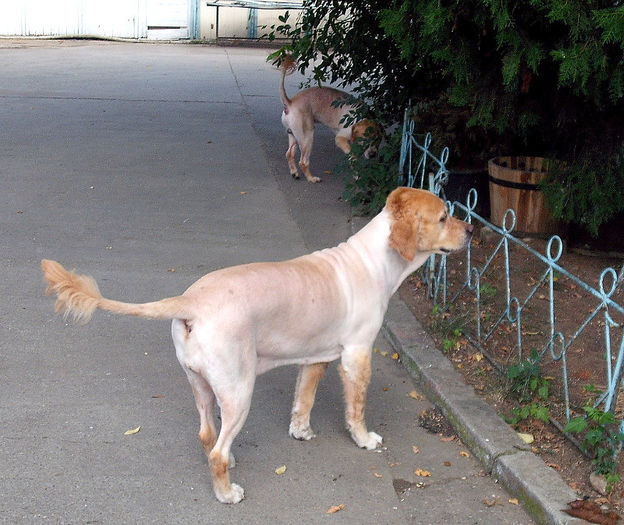 Golden Retriever; tunsi cat mai scurt din cauza caldurii
