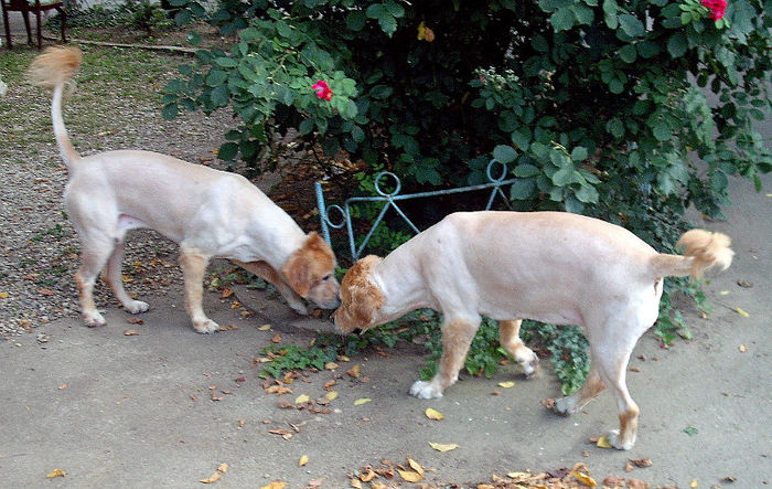 Golden Retriever - TUNDEM CATEI SI PISICI