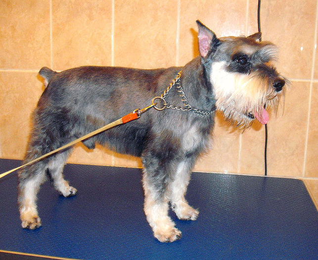 Schnautzer pitic