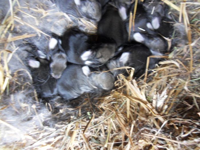 SUNT 10 - 1 A CUIBURI 2013-2014