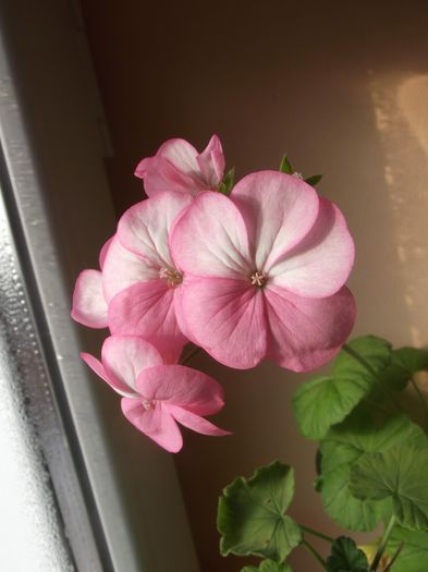 pink bicolor 04 - Muscate 2013