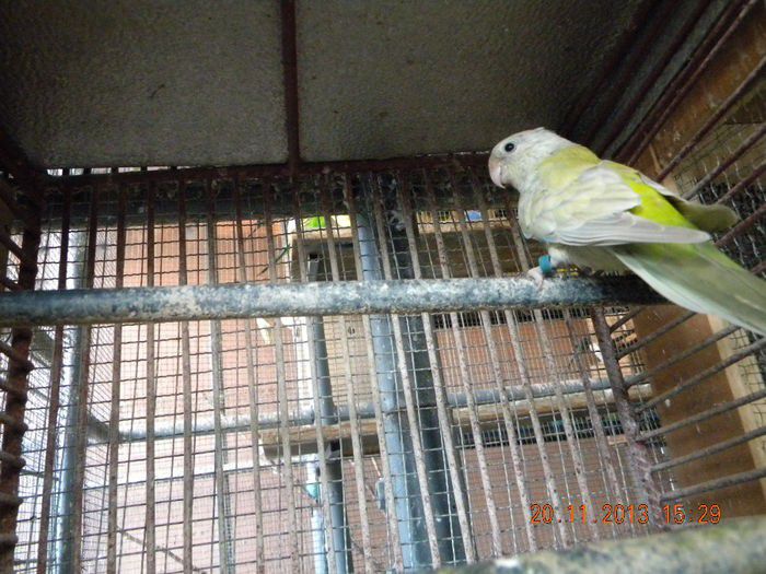 Cantator - papagali mei-1