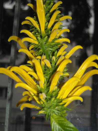 Jacobinia aurea sau lutea - 0 Din florile mele