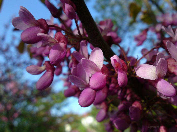 arborele iudei (Judas tree) 2 - Flori de primavara