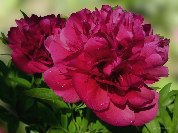 bujor (peony) 2 - Flori de primavara