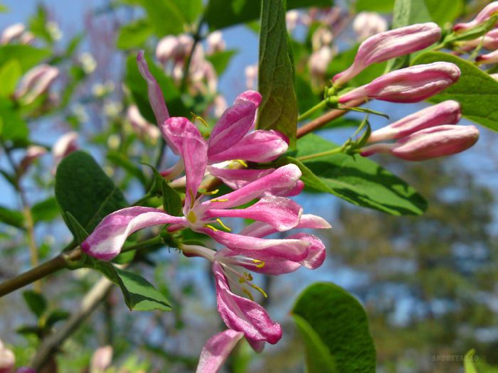 caprifoi (honeysuckle)