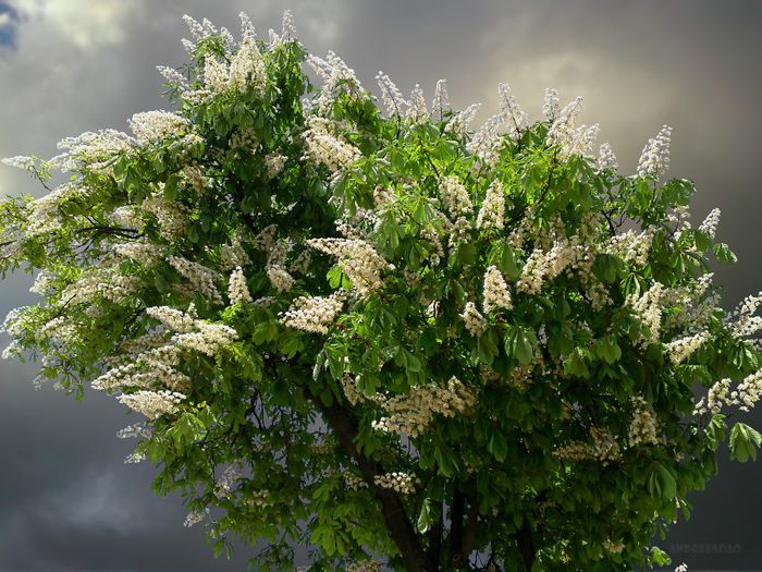 castan (horse chestnut tree)