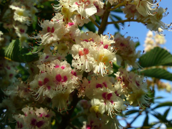 castan (horse chestnut)