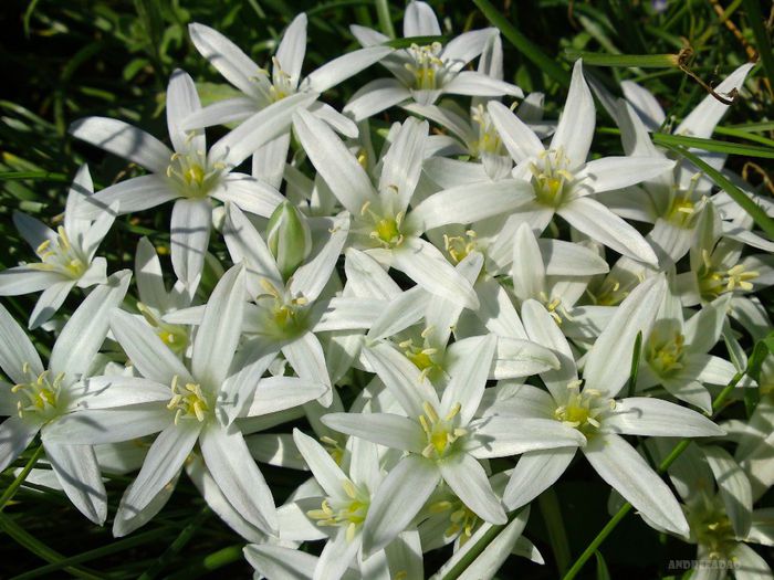 ceapa-ciorii (star of Bethlehem) - Flori de primavara