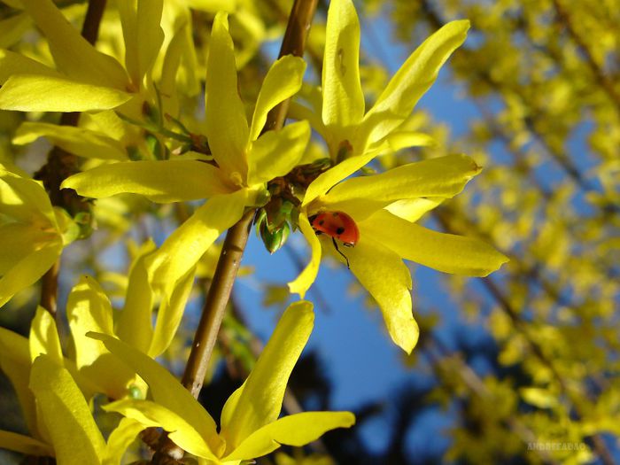 forsythia 1 - Flori de primavara