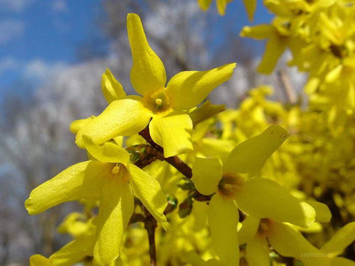 forsythia 3 - Flori de primavara