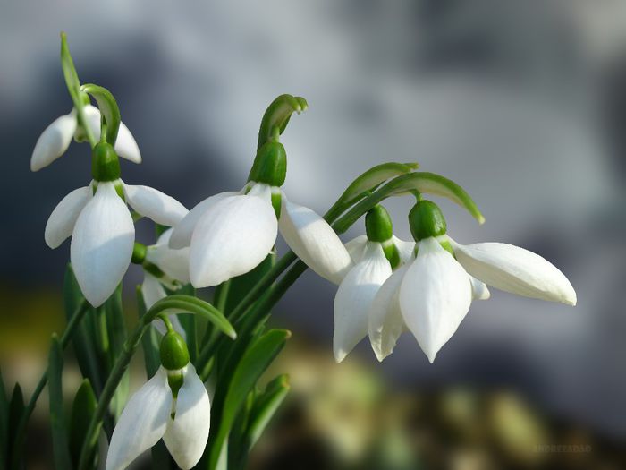 ghiocei (snowdrops) - Flori de primavara