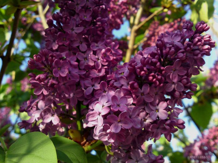 liliac (lilac) - Flori de primavara