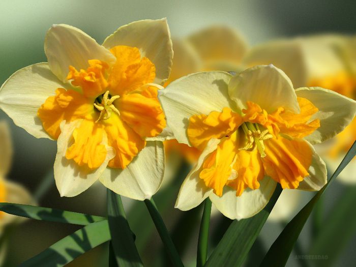 narcise (daffodils) - Flori de primavara