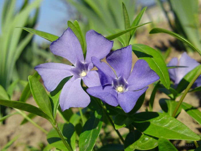 perivinca (periwinkle)