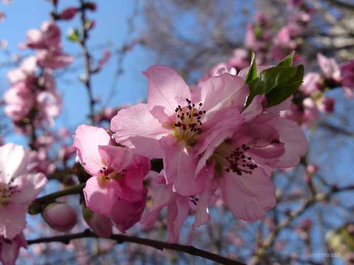 piersic (peach tree) - Flori de primavara