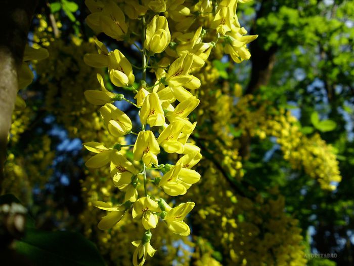 salcâm galben (laburnum) - Flori de primavara