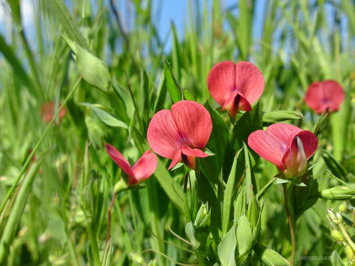 sângele voinicului (sweet pea) - Flori de primavara