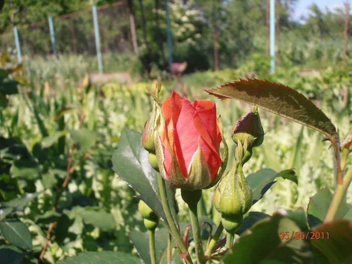 P6050321
