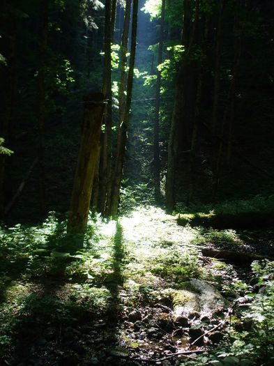 O raza de soare strecurandu-se pirntre copaci - Masivul Piatra mare din Muntii barsei