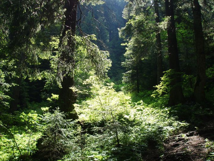 Peisaj 9 - Masivul Piatra mare din Muntii barsei