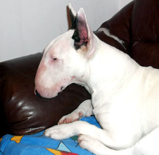 1 an - BULLTERRIER mascul pentru monta