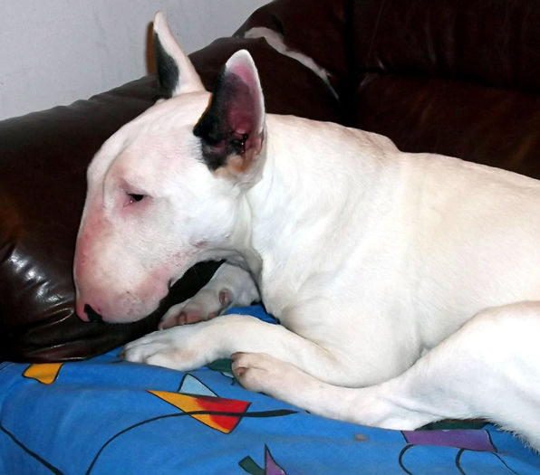 1 an - BULLTERRIER mascul pentru monta