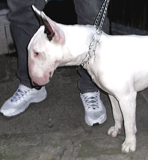 1 an - BULLTERRIER mascul pentru monta