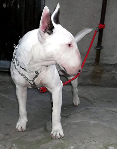 1 an - BULLTERRIER mascul pentru monta