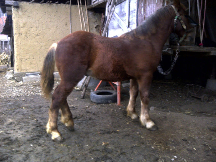 8 luni