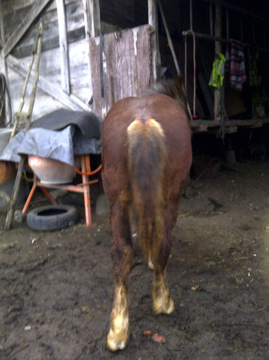 8 luni