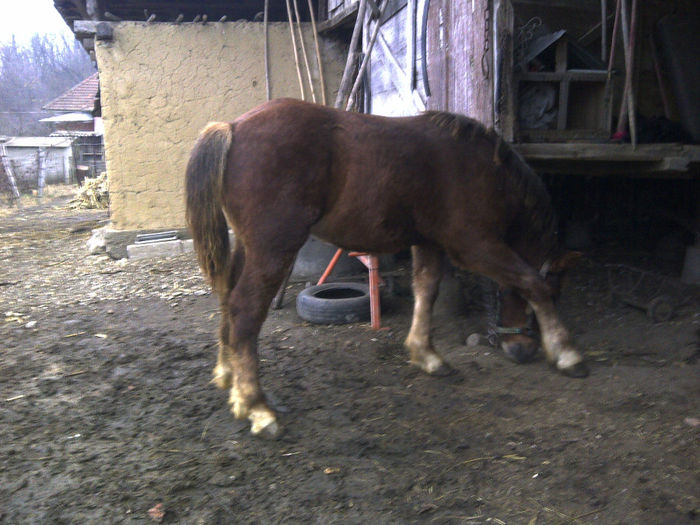 8luni