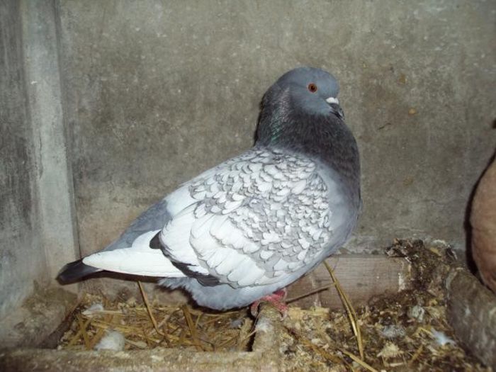 72