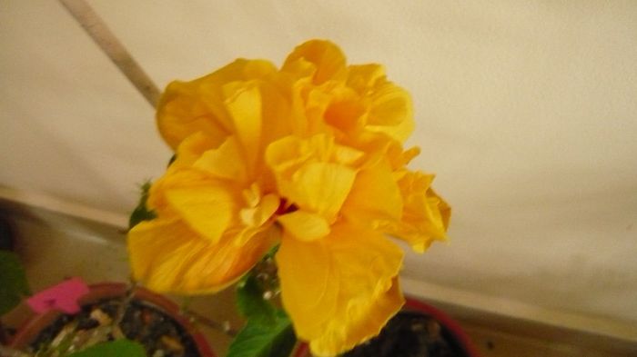 Picture 3676
