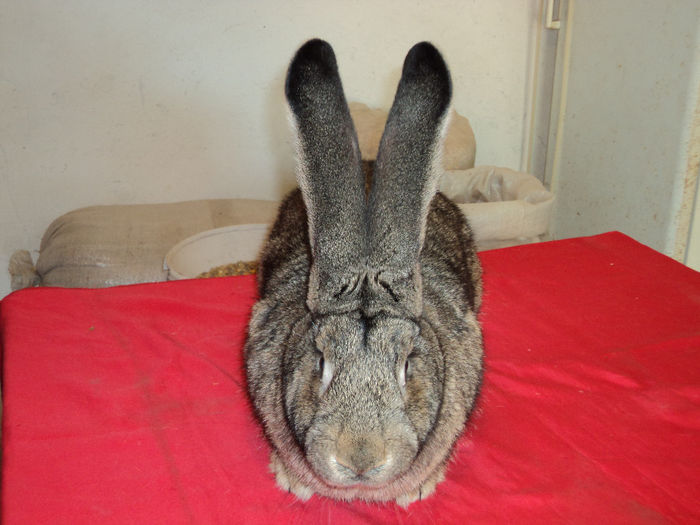  - AA CONTACT-CARTE DE VIZITA