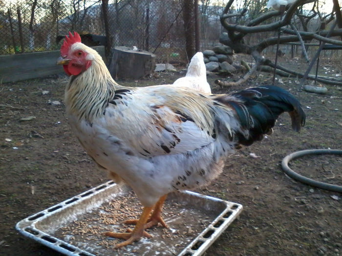 Cocos - Gaini si Cocosi Comuni