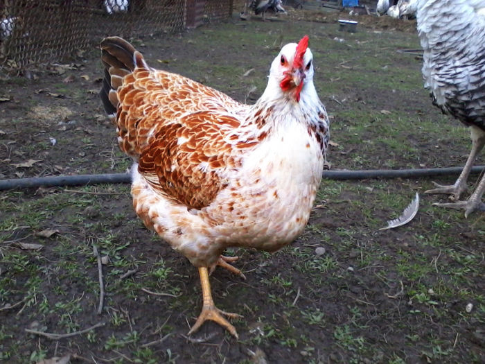 Gaina - Gaini si Cocosi Comuni