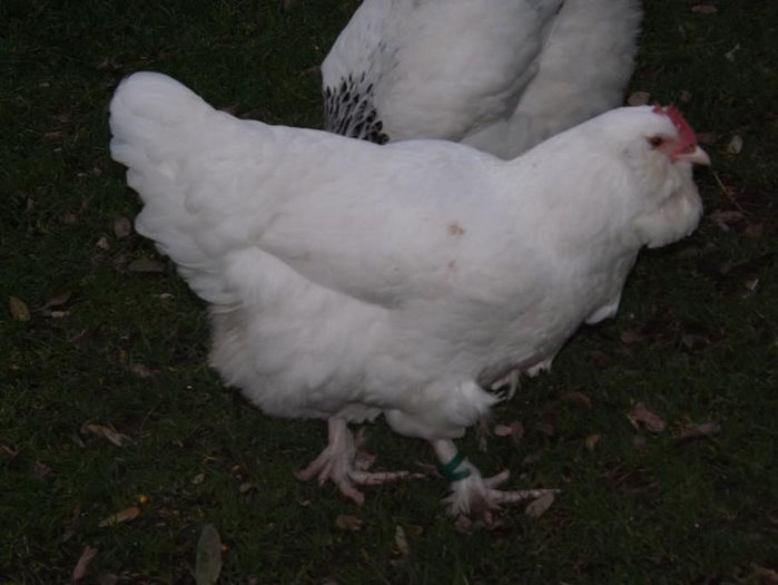 DSCF6788 - TINERI 2013