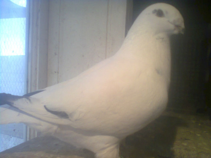 Fotografie1855.Masc..2013.