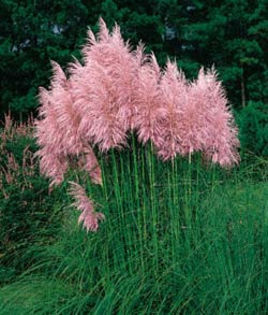 iarba de pampas pink