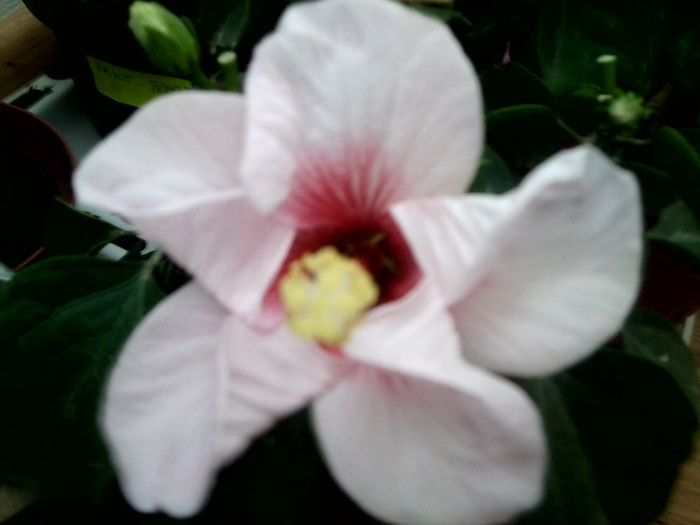 multe flori frumoase