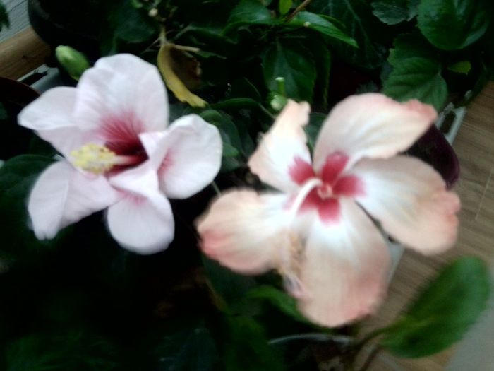 florile acestei zile