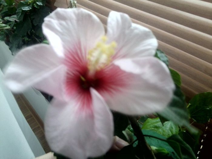 pink dream