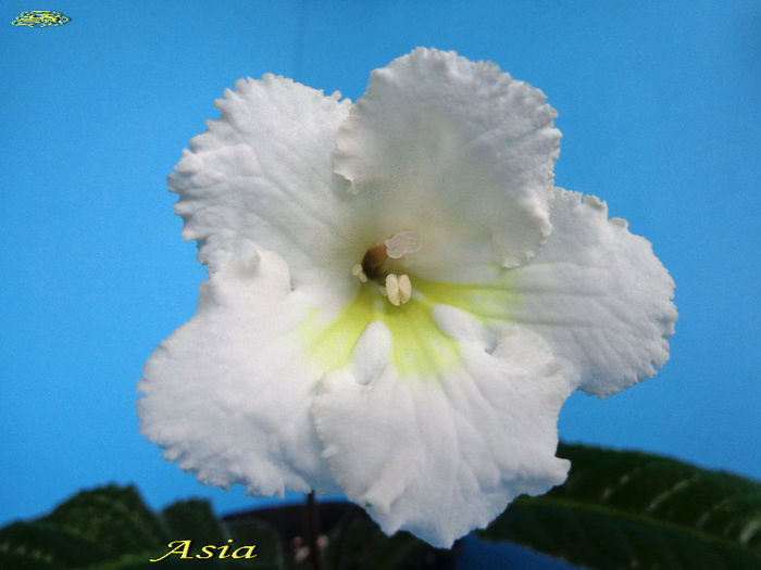 Asia (23-XI-2013) - Streptocarpusi 2013