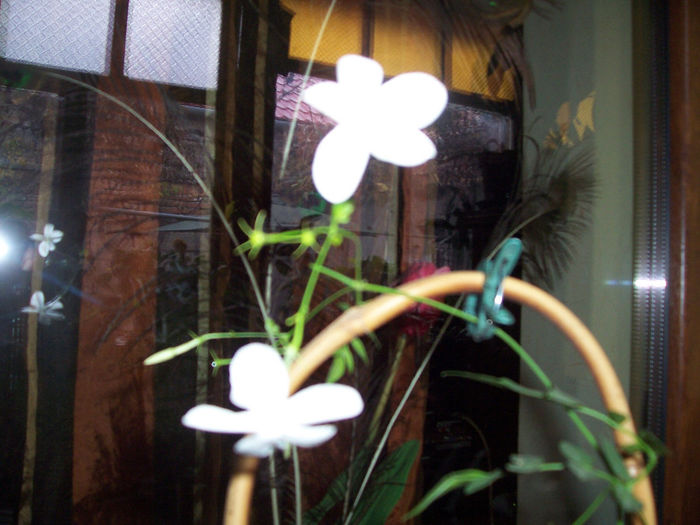 Jasminum Officinale Grandiflorum 2013 - (alkat)