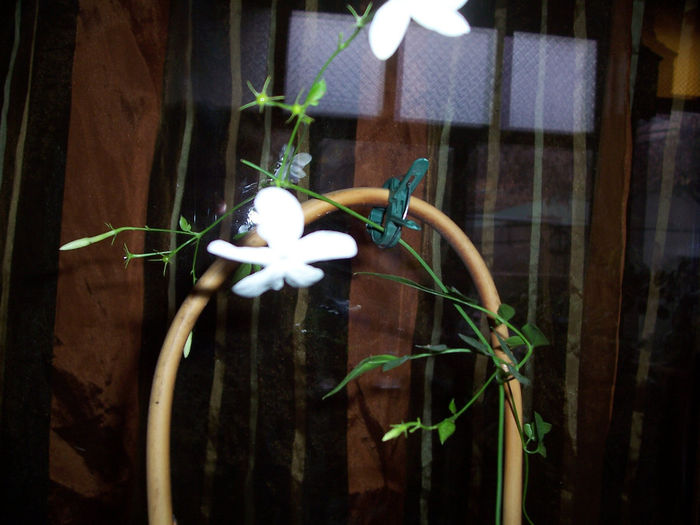Jasminum Officinale grandiflorum